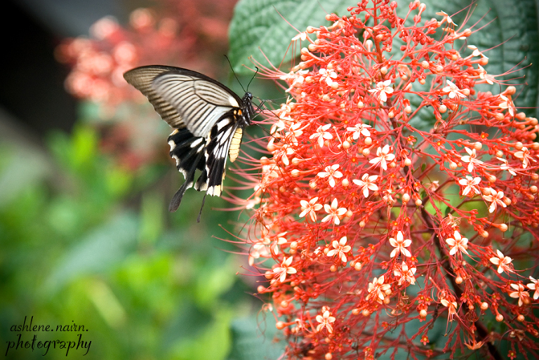 Bali,AshleneNairn0552