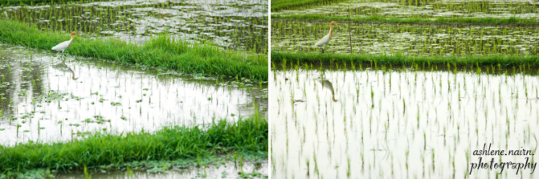 Bali,AshleneNairn0673