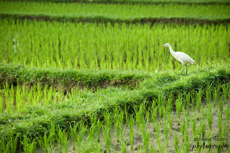 Bali,AshleneNairn0754