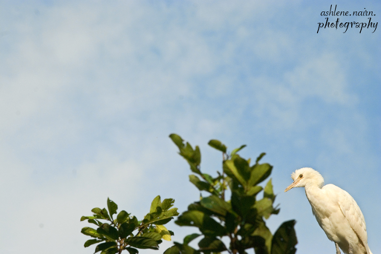 Bali,AshleneNairn0764