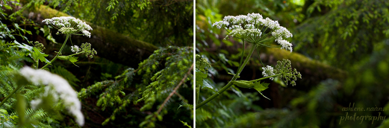 BearBeachHike,Outdoors,AshleneNairn6770