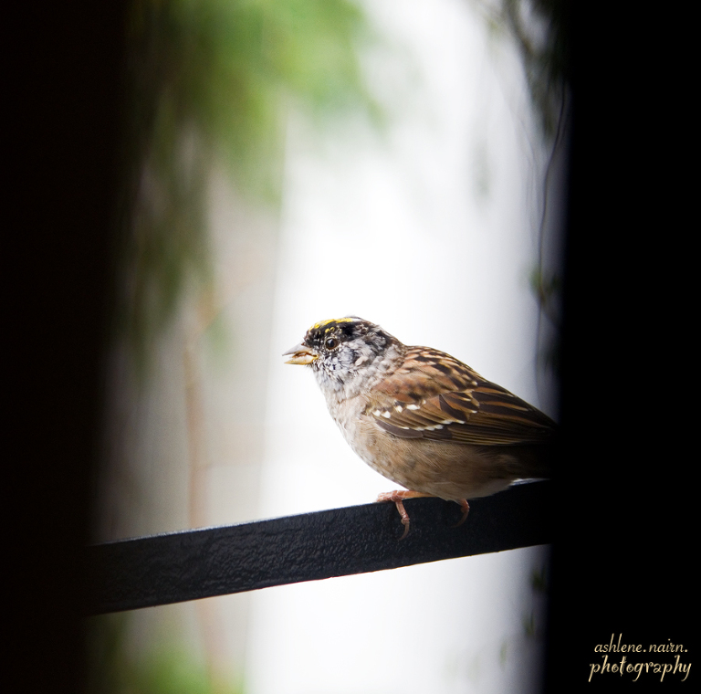 Bird,AshleneNairn5622