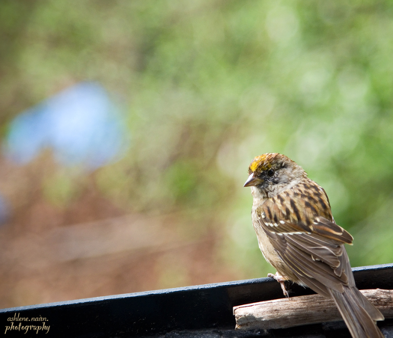 Bird,AshleneNairn5657