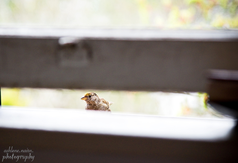 Bird,AshleneNairn5671