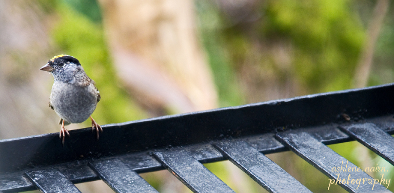 Bird,AshleneNairn5692