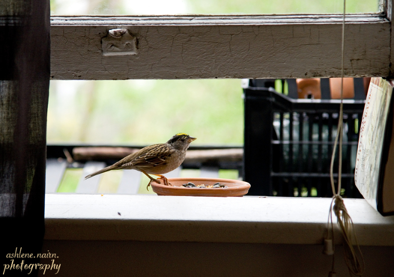 Bird,AshleneNairn6003